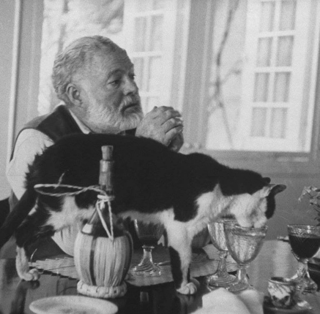 Эрнест Хемингуэй с кошкой, лакающей из его бокала.