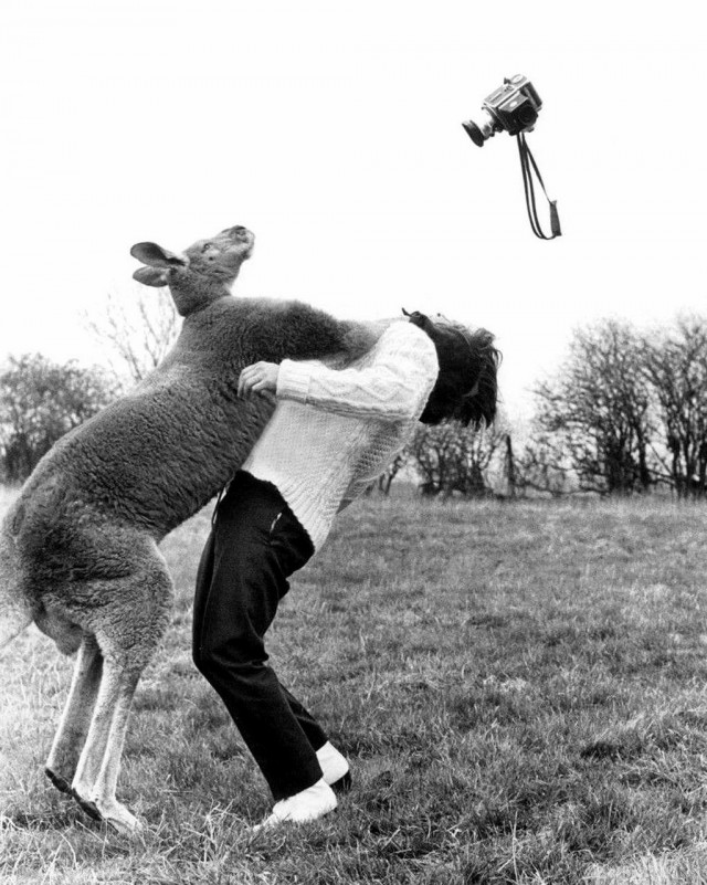 Кенгуру против фотографа, Англия, 1967 год.