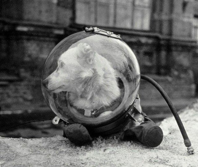 Белка, советская собака совершившая космический полёт на корабле «Спутник-5» 19 августа 1960 года