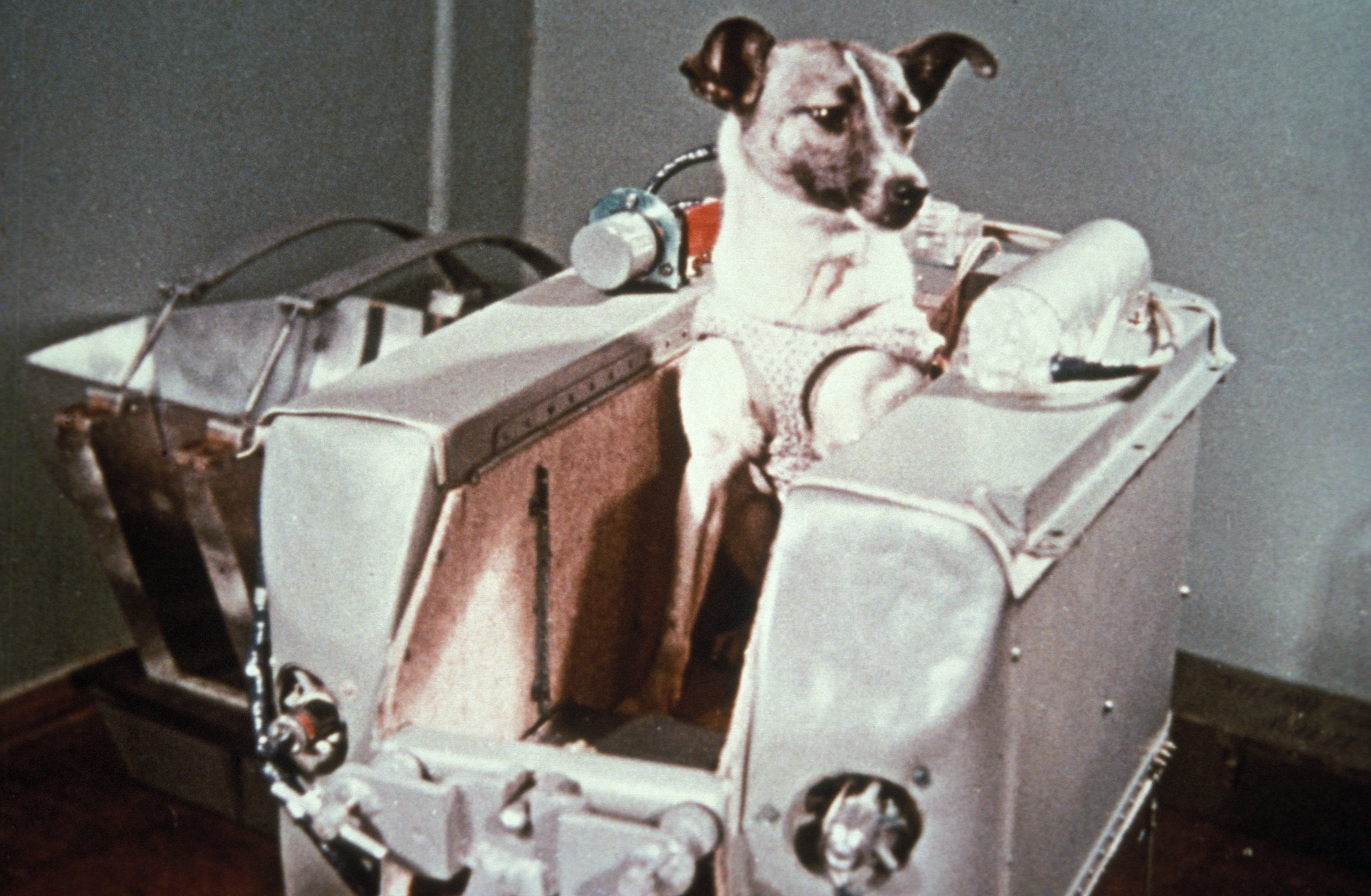 В СССР запущен космический аппарат «Спутник-2» с собакой Лайкой на борту